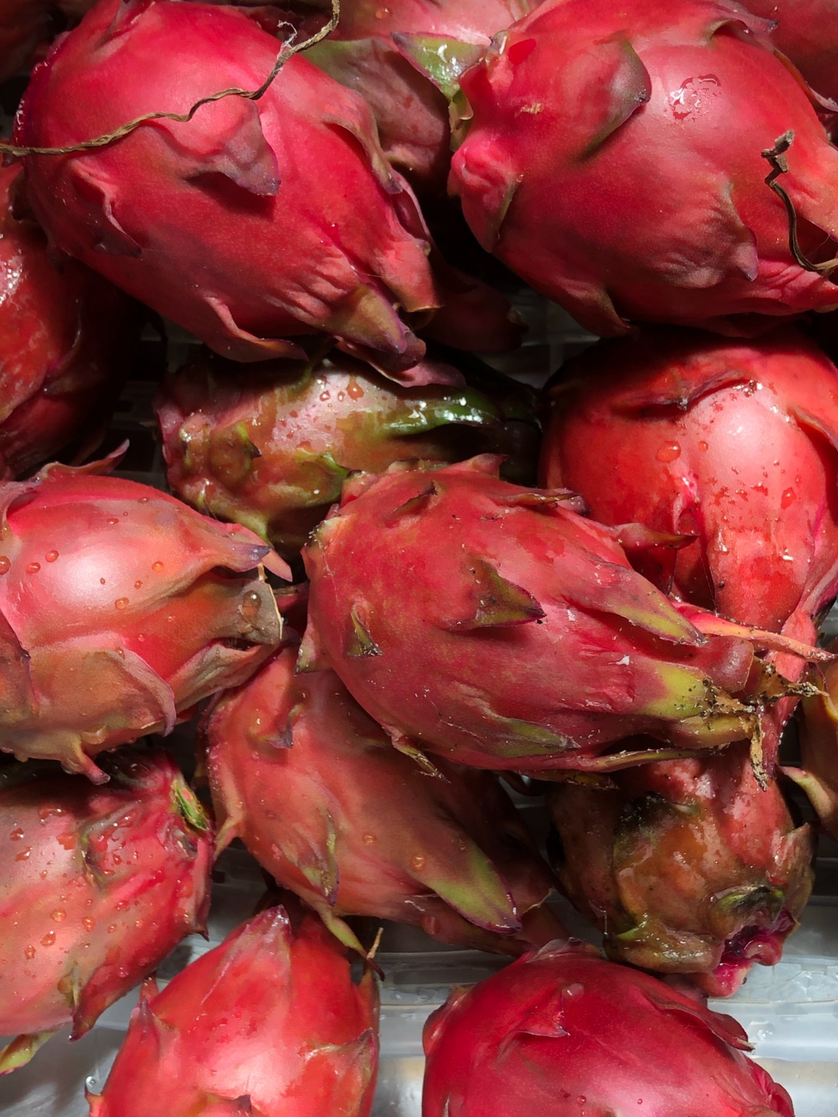 Sweet Red Flesh Sugar Dragon Cuttings 8″ – 10″