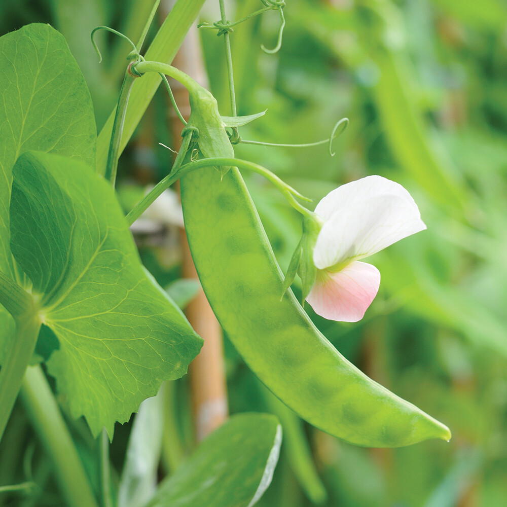 Dwarf Grey Sugar Snow Pea Seeds, NON-GMO, Heirloom, FREE SHIPPING