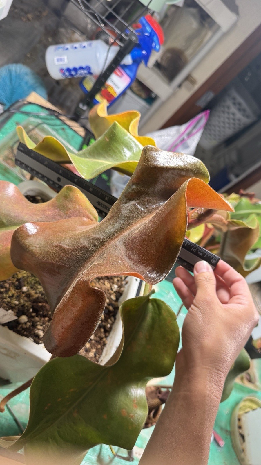 Nepenthes Truncata Highland Reddish Leaves AW Clone 1 Specimen Size Please Read!