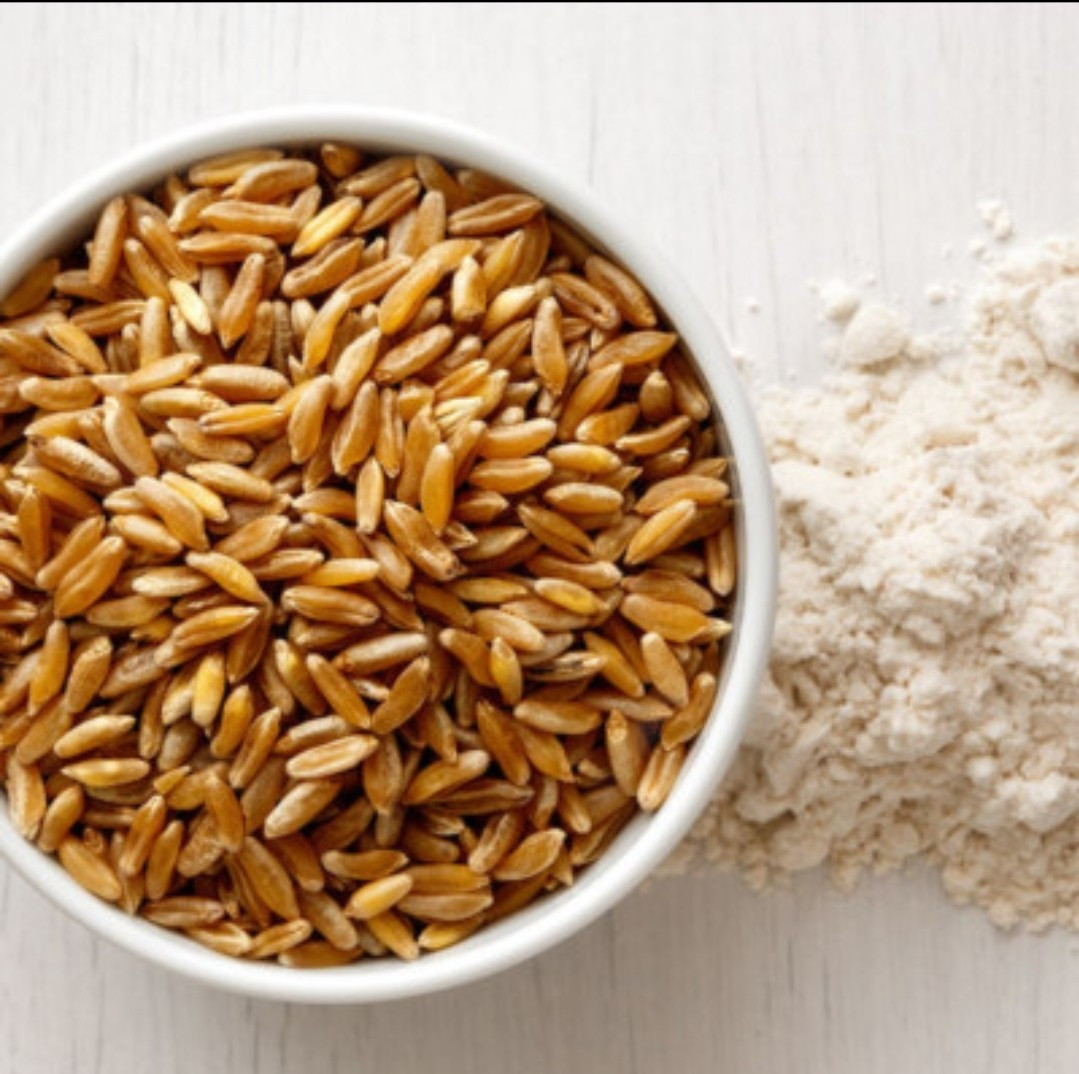 Organic Khoresan Wheat Seeds (300) / Ancient Grain / DELICIOUS/ Rare / Easy