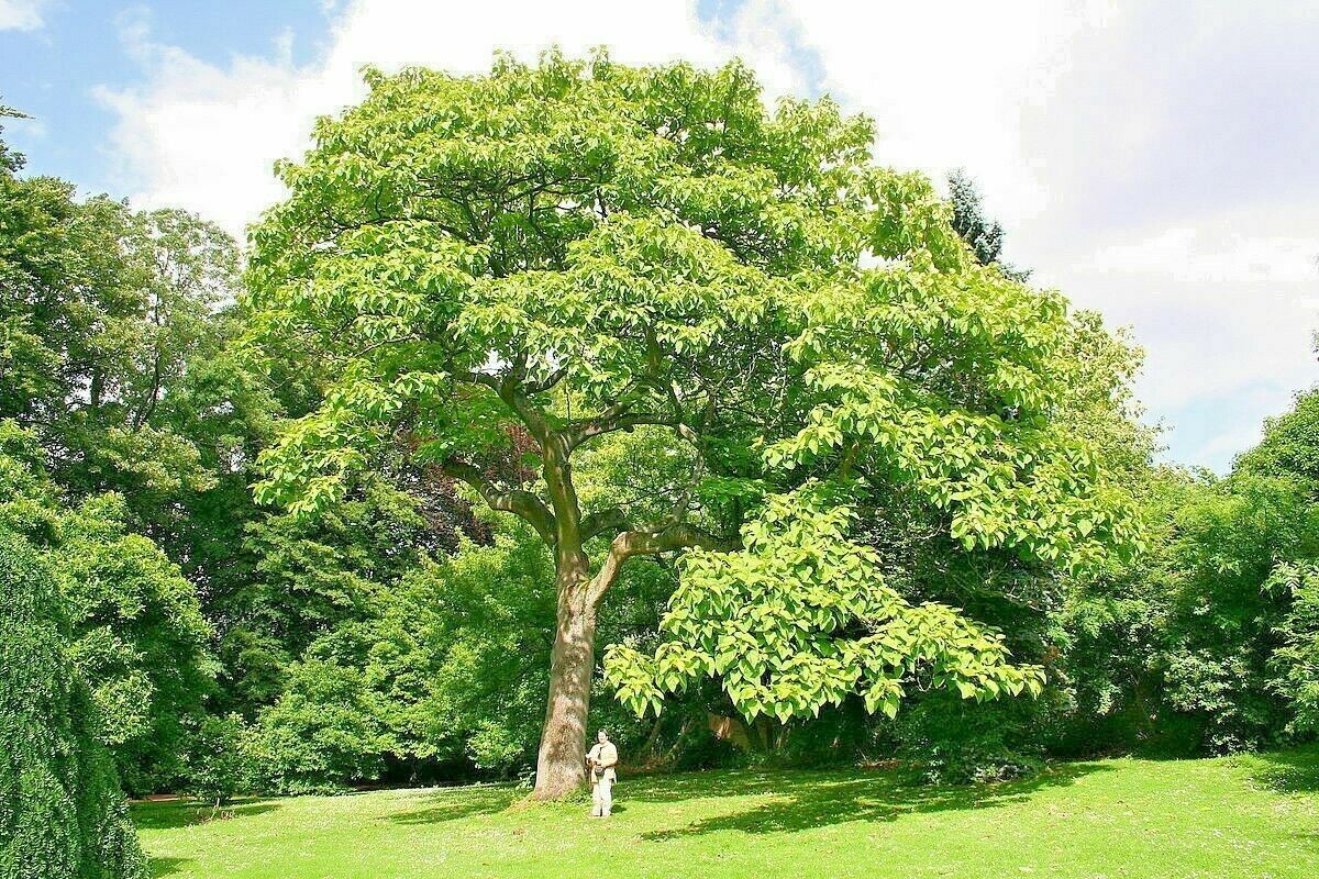 50 Royal Empress Tree Seeds “FASTEST GROWING TREE in the WORLD”