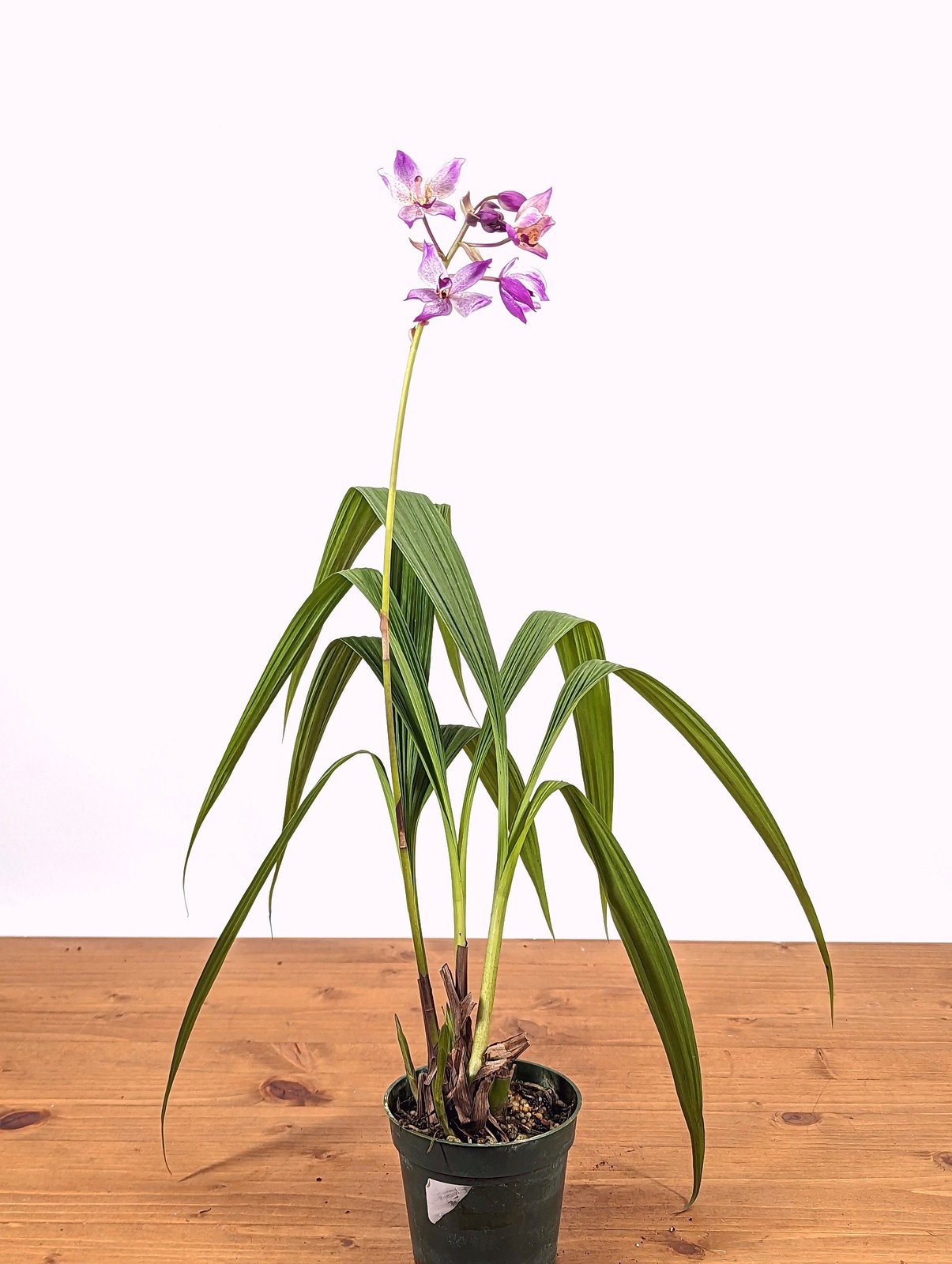 Spathoglottis Far Out Freckles Ground Orchid – USA Seller – 4 Inch Pot