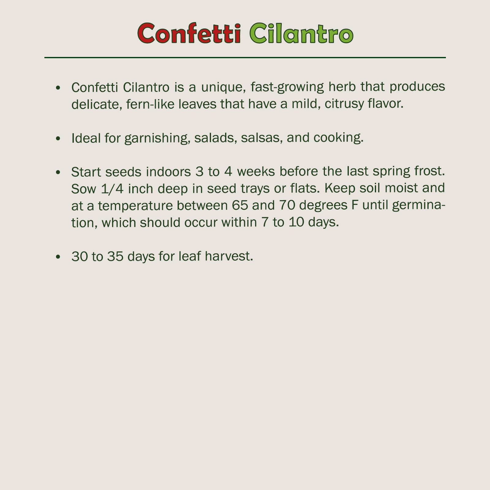 500 Confetti Cilantro Seeds, Open-Pollinated, Culinary Herb, Genuine USA
