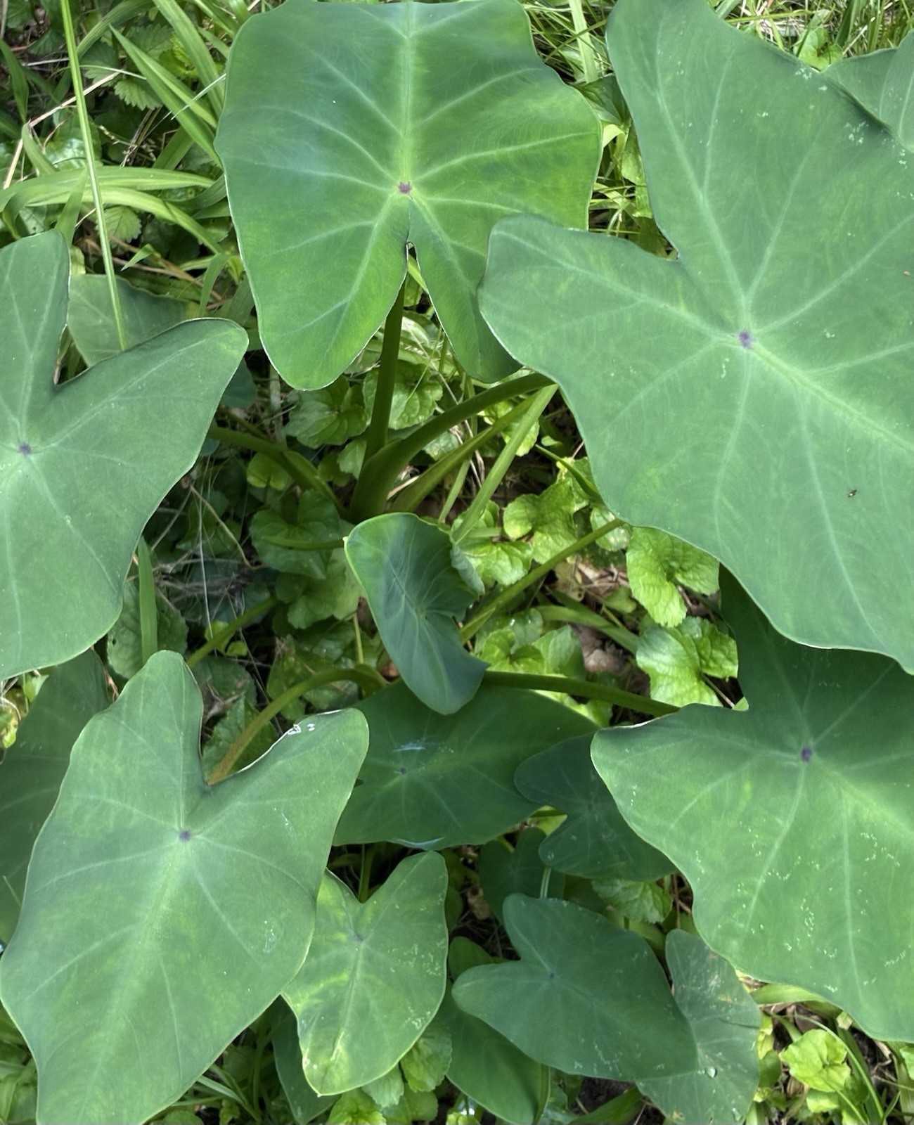 Running Elephant Ear Perennial Live Plant Bare Root “4” Plants