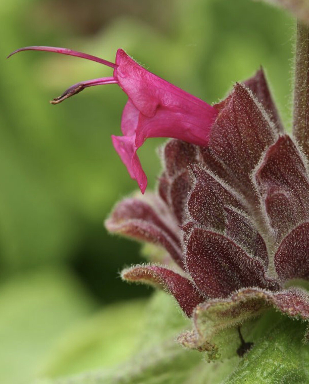 Salvia Spathacea, Hummingbird Sage, Pitcher Sage – 10 seeds – USA