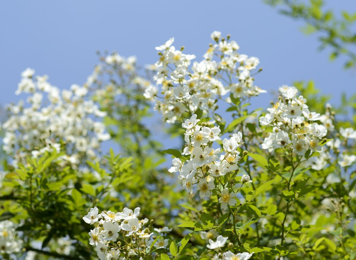 Rosa multiflora Japanese rose, many-flowered rose 20+seeds