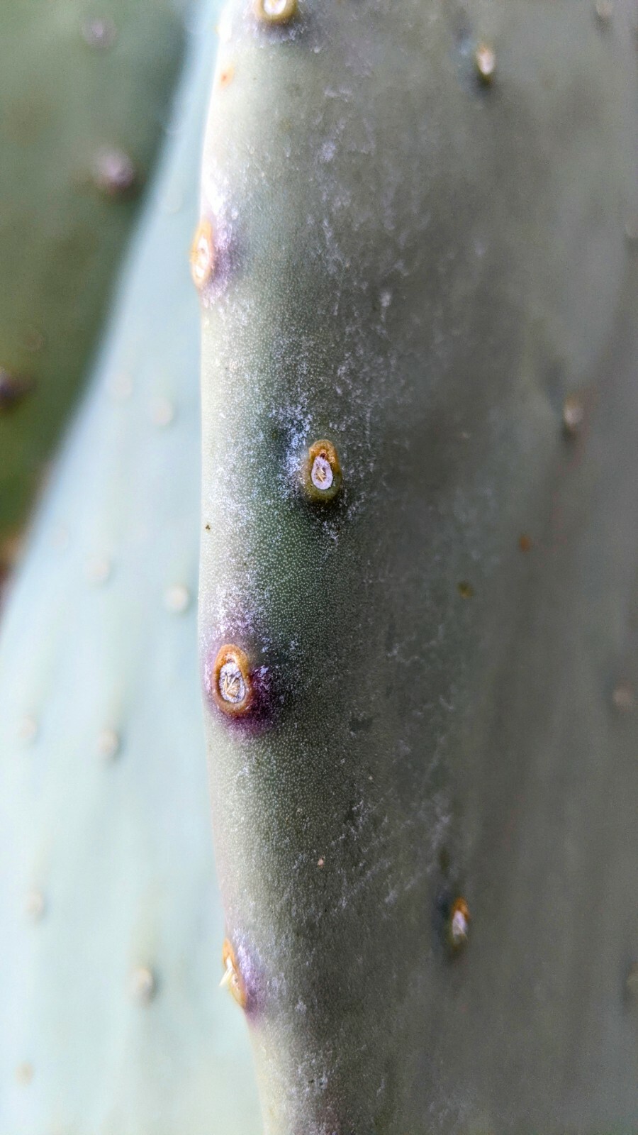 1lb Spineless Prickly Pear Opuntia Cactus From Arizona (1lb includes packaging)