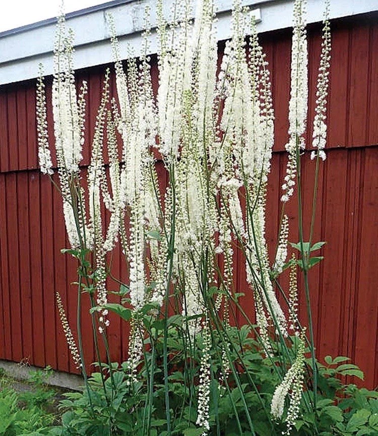 Live Bare Root Assortment Of 40 Wild Native Plant & Wildflowers For Transplant