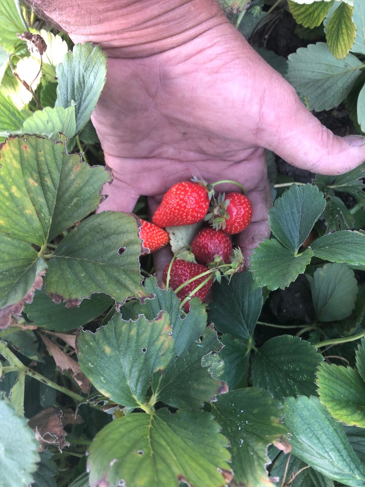 Strawberry Plants – ALLSTAR – June/Mid-Season Bearer – FREE SHIPPING