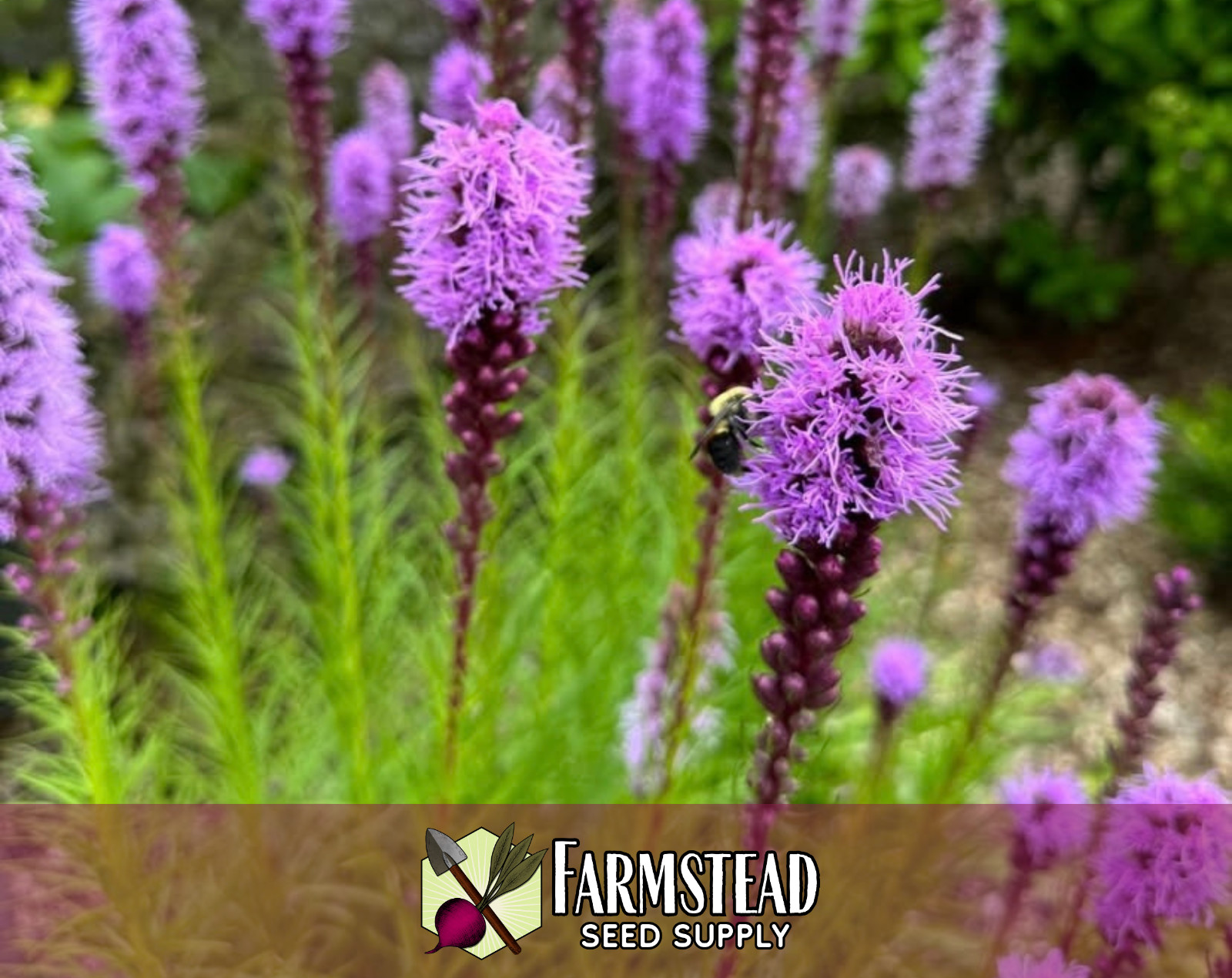 500+ Marsh Blazing Star Seeds | Native Wildflower Flower Garden, Liatris spicata