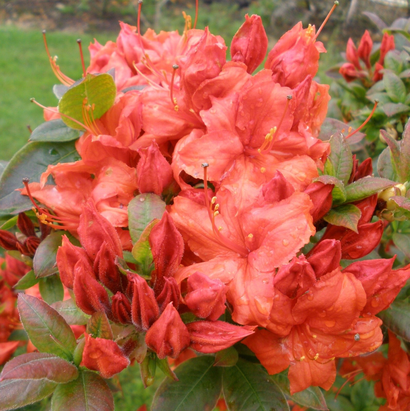 FIREBALL~~Azalea Rhododendron~Well Rooted STARTER Plant!