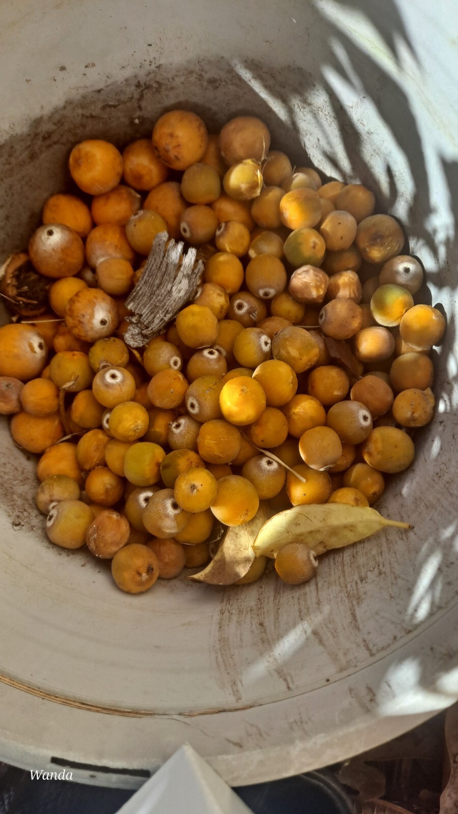 Queen Palm Tree Seeds (Syagrus romanzoffiana) 30 SEEDS