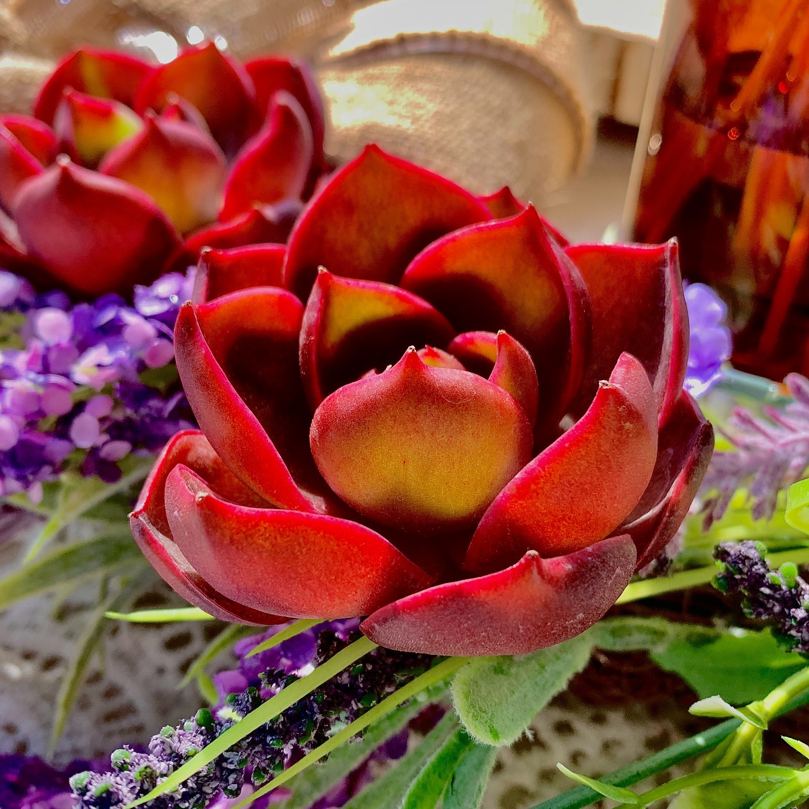 Live Succulent ‘Red Light’ – Bare Root Plant for Office, Wedding, or Home Decor