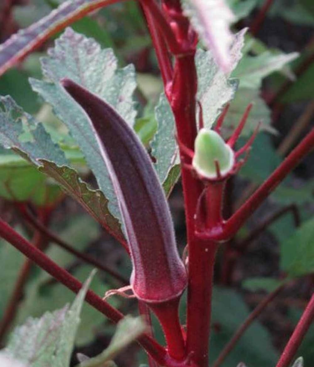 30+ Red Burgundy Okra Seeds Abelmoschus esculentus Seed Vegetables red