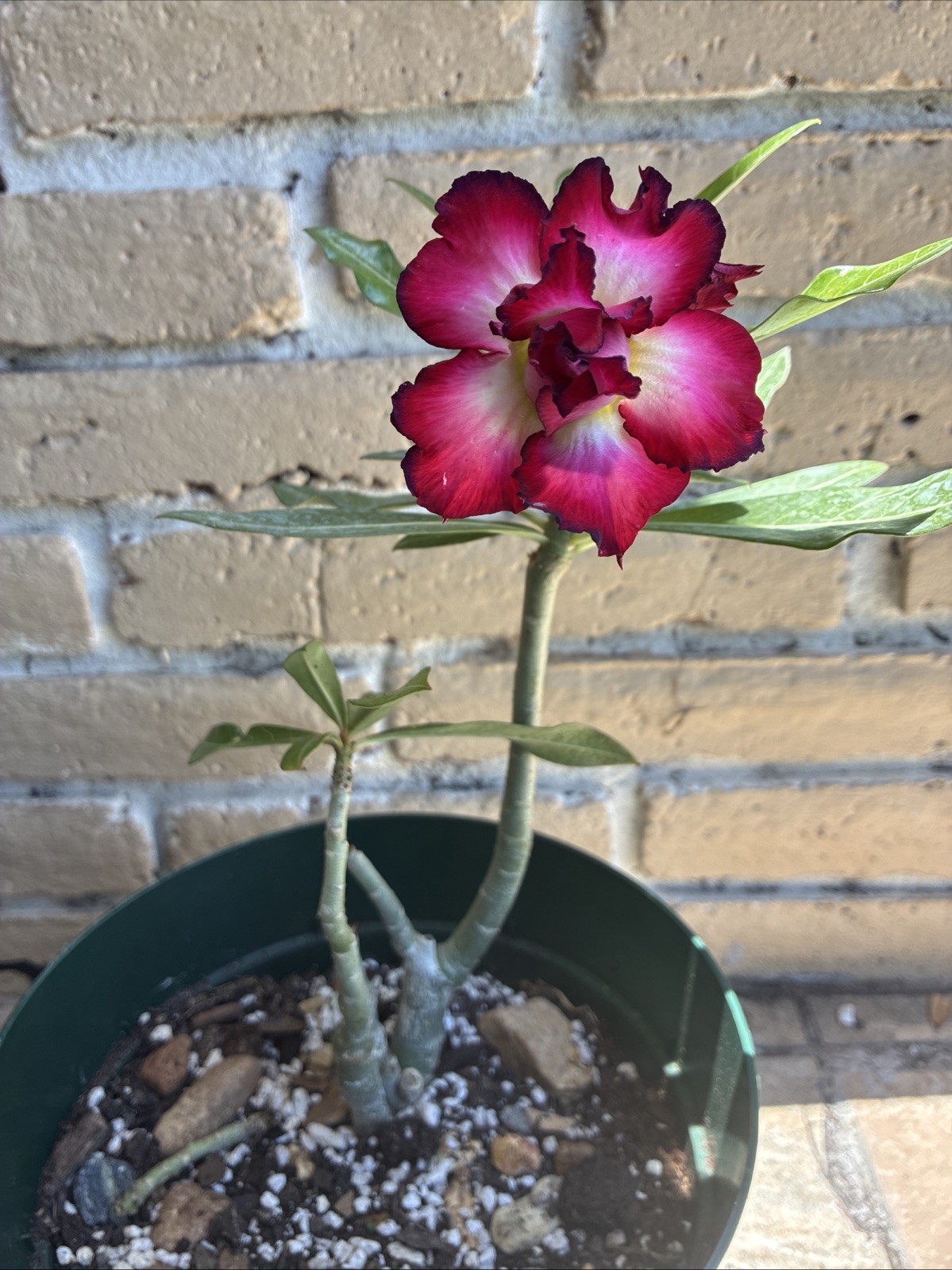 Beautiful Easy-Growing Favorite Desert Rose Double Petal Black Edge Pink Flowers