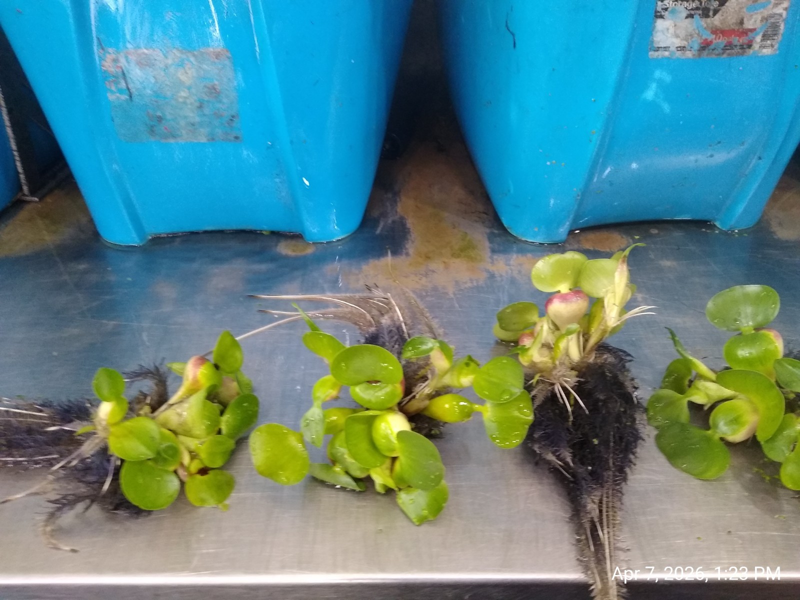 25 HELEN’S,WATER,HYACINTH,POND,PLANTS =75+ BULBS,100% ORGANIC GROWN,PA # OOO5DL