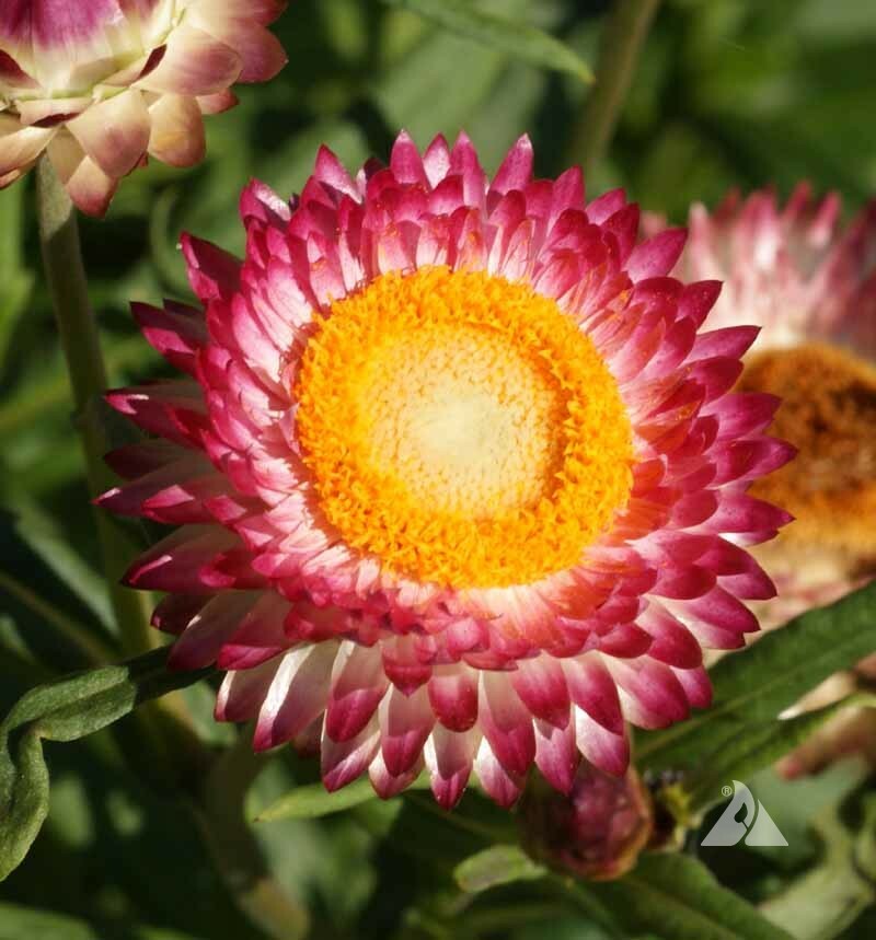 STRAWFLOWER TALL Mixed Dried Flowers Cut Flowers 36″ Tall Non-GMO 500 Seeds!