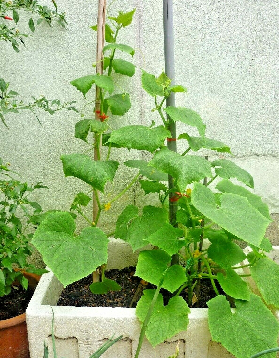 35+SPACEMASTER BUSH CUCUMBER Seeds Patio Container Hanging Basket Spring Garden