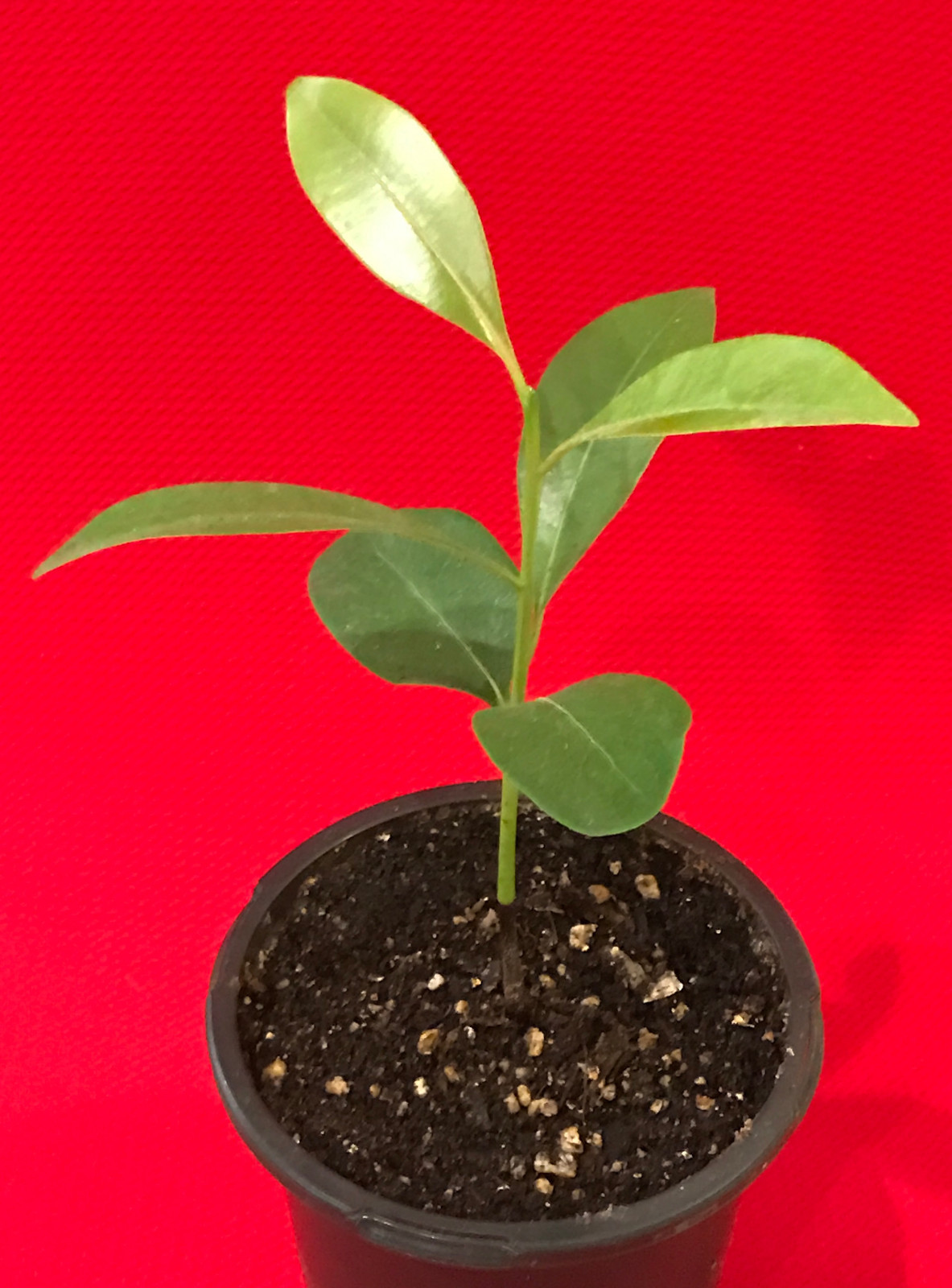 Sapodilla Manilkara Zapota Chiku Excalibur Tropical Tree Starter PLANT Seedling