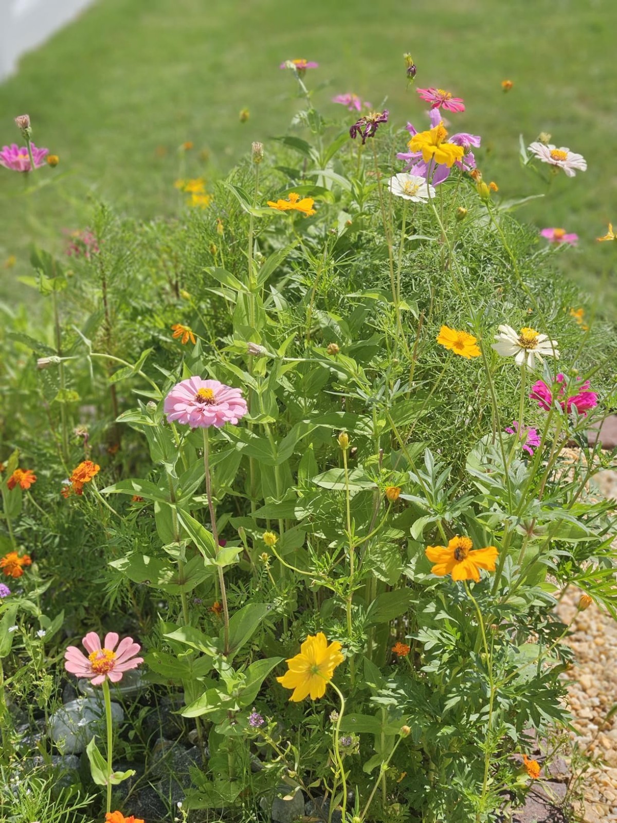 Easy to Grow Wildflower Seeds – 100,000 Count for Thriving Butterfly Habitats