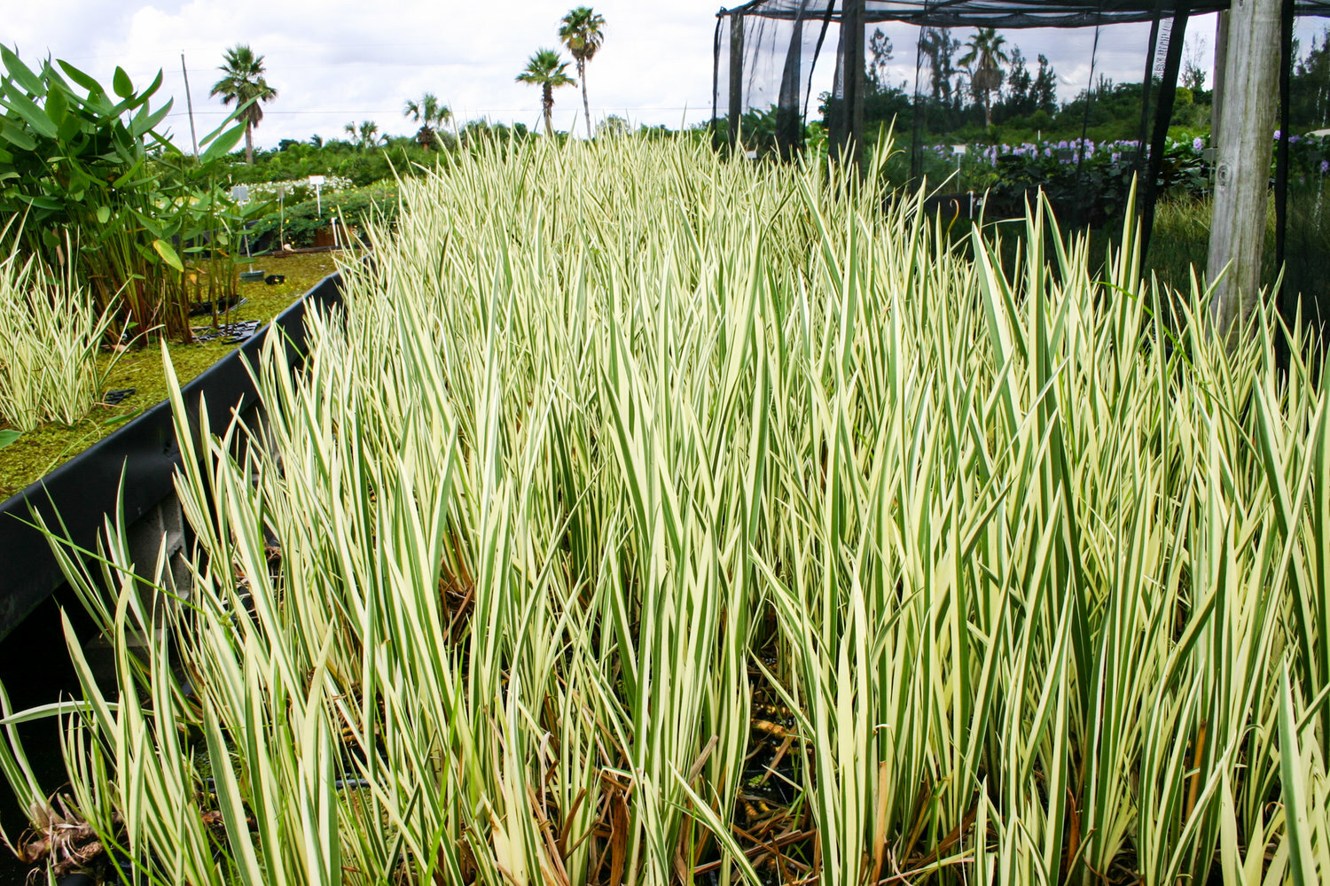 Live Cold Hardy Variegated Sweet Flag Aquatic Marginal Pond Plant