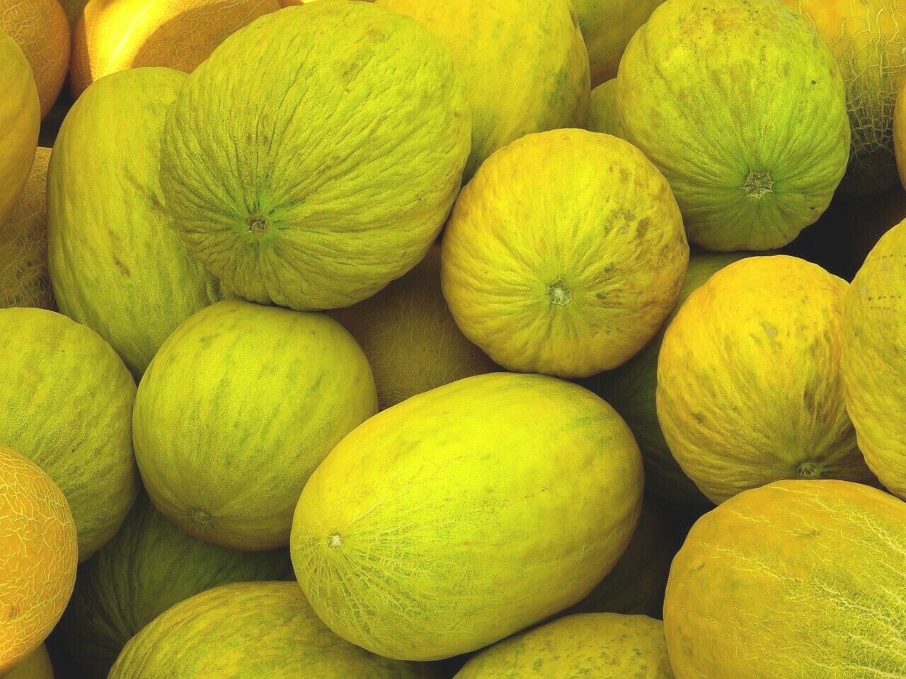 Crenshaw Melon Seeds 50+ Cantaloupe Fruit Heirloom NON-GMO USA FREE SHIPPING