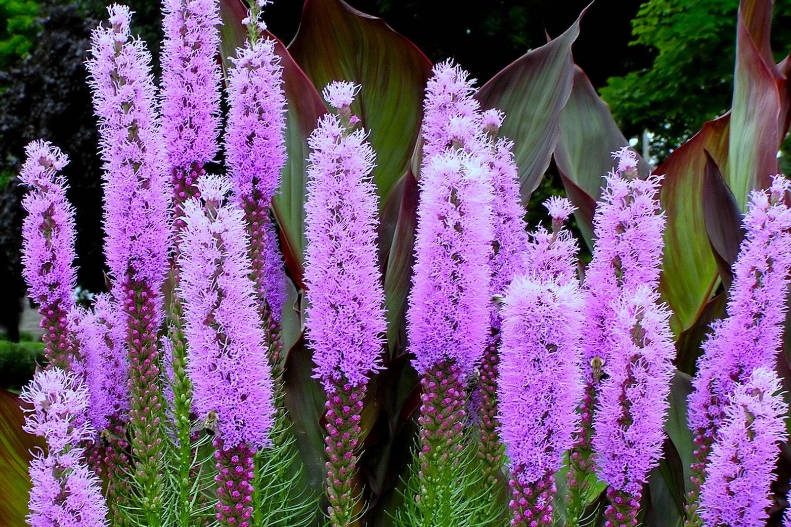 500 PURPLE BLAZING STAR GAYFEATHER LIATRIS Spicata Flower Seeds *Flat S/H