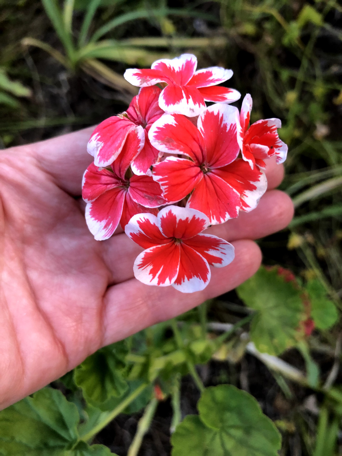 RARE RED & WHITE PELARGONIUM ZONAL GERANIUM FRESH LIVE PLANT 6″ STARTER CUTTING