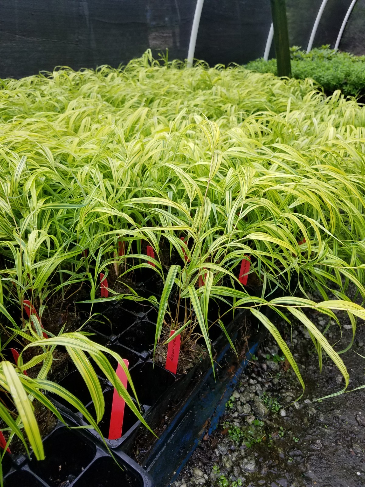 ( 1 ) – Aureola Japanese Forest Grass – Starter Plant ( 7m ) ( 1 live plant )