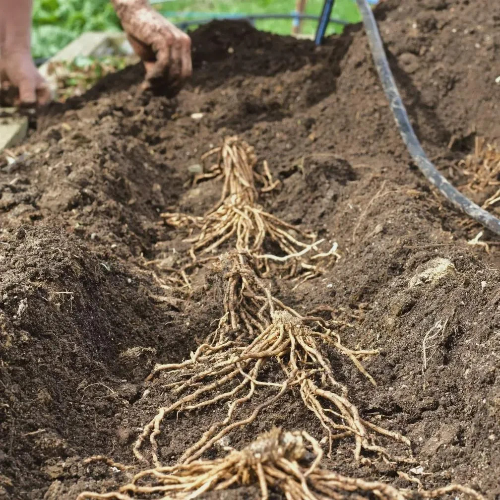12 Asparagus Crowns “Millennium” 2 YrsOld(Pack of 12 Bare Root Plants) Zones 3-8