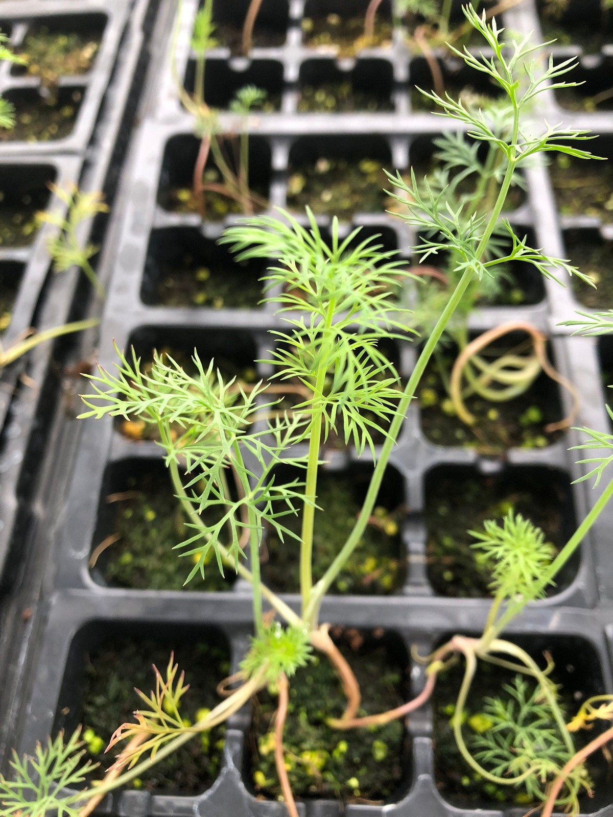 Dill Live Plant – Seedlings/Plugs and Plants – 3″- 12″ tall – 30-60 days