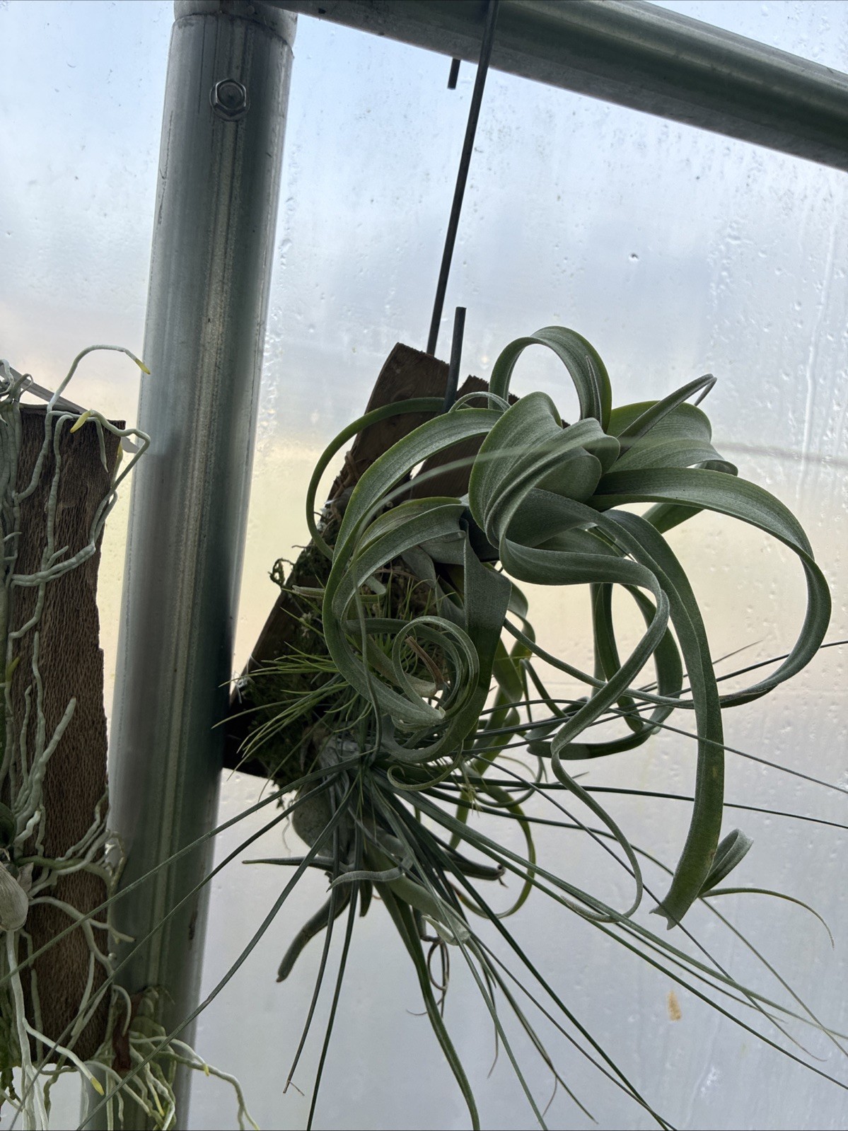 Air Plants Mounted