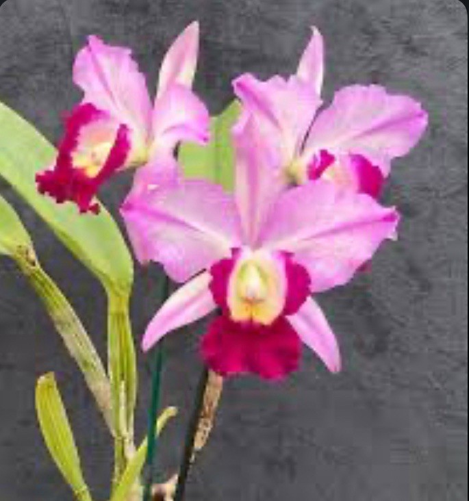 Rlc Fatari ‘Carmela’ Pink Purple White Fragrant Mericlone Large Orchid 2.5” Pot