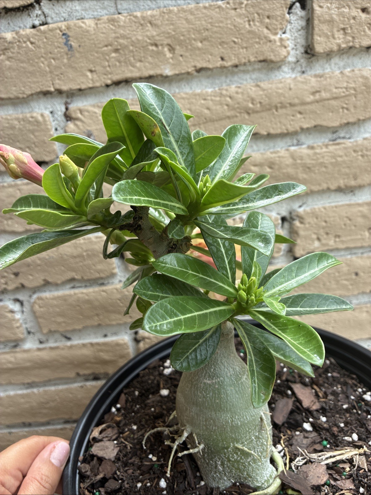 Beautiful Desert Rose Exotic Color Live Plant Soft Yellow With Double Petal Rare