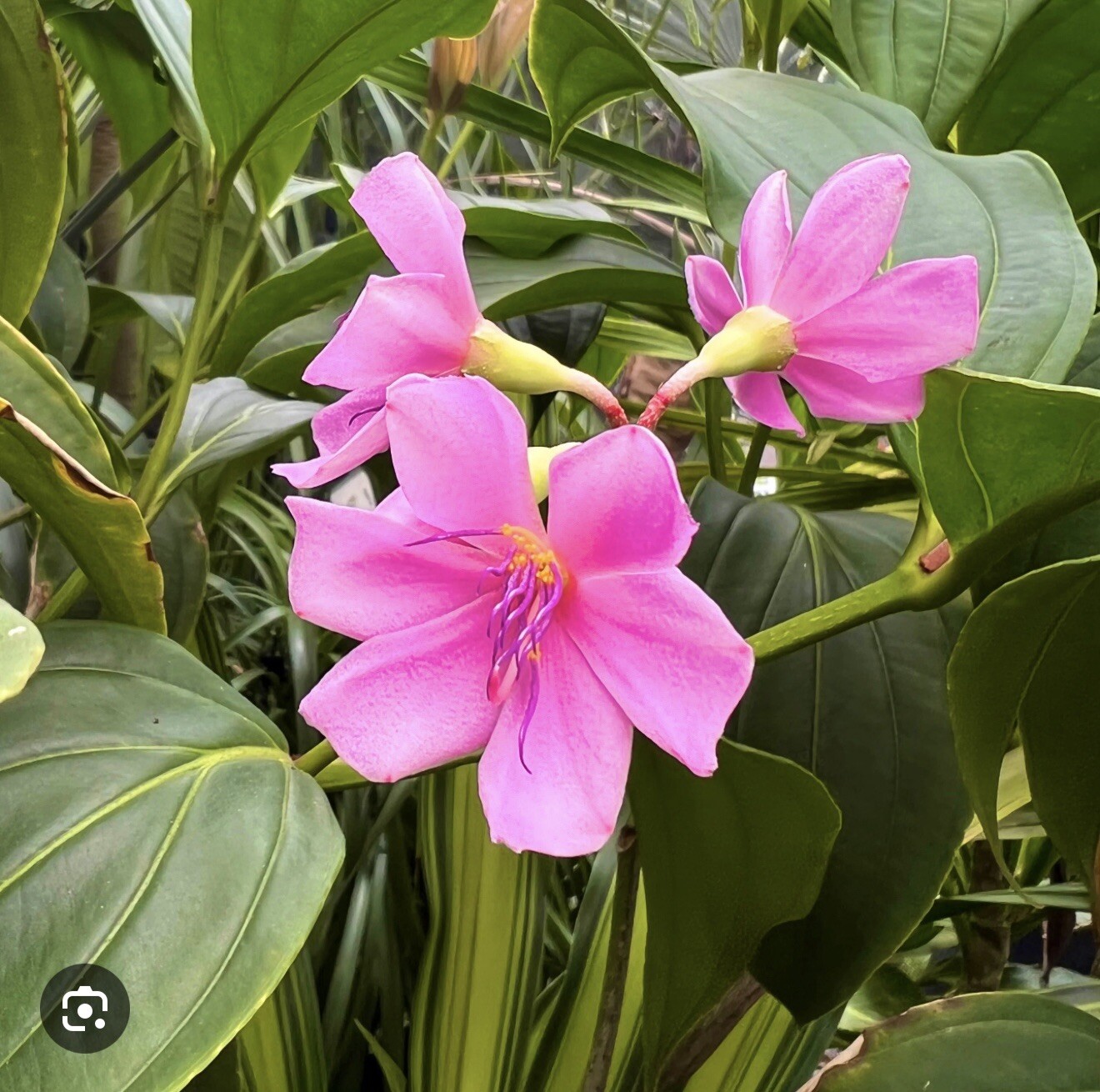 Medinilla Apoensis “Philippine Pink” Live Flowering Plant