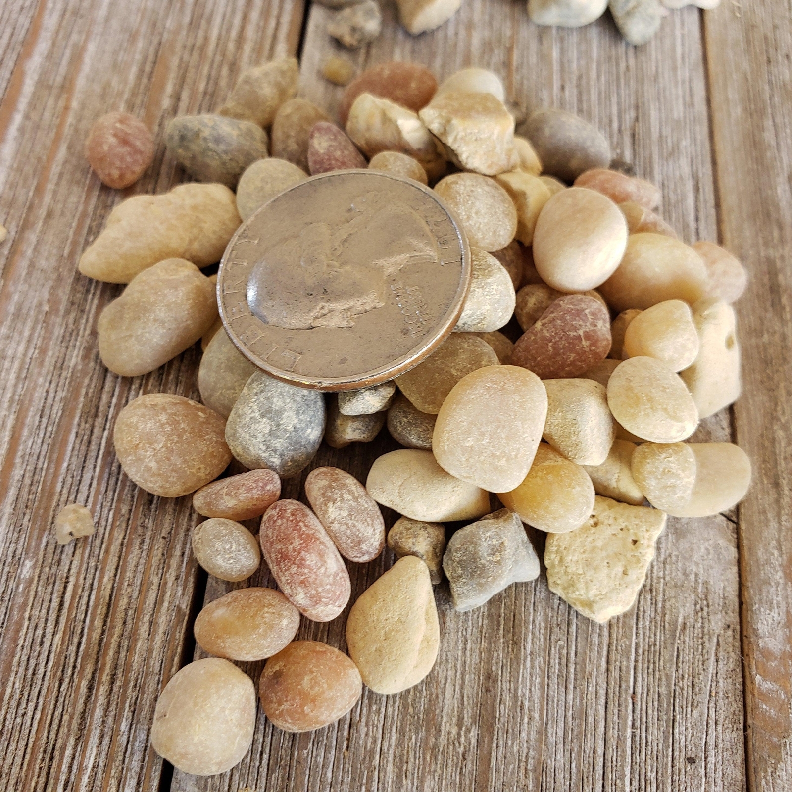 1 Lb 3/8 Parchment Pebble Cactus and Succulent Top Soil Dressing cactus Cacti Su