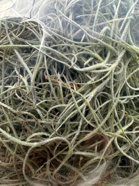 Fresh Live Spanish Moss Florida 1 Gallon Air Plant Crafts Decor Accent Tropical