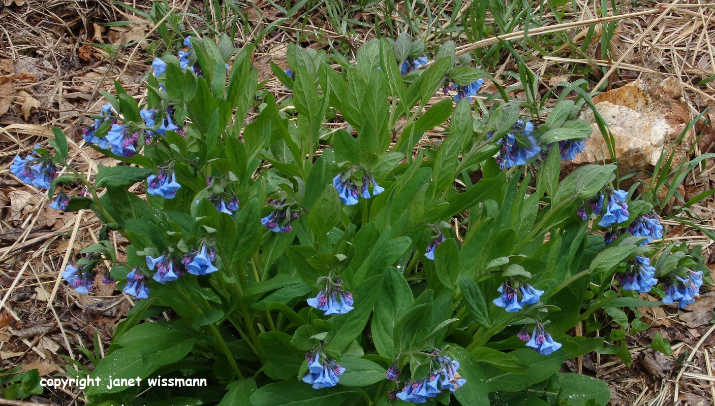 95 Roots VIRGINIA BLUEBELLS 1-Yr bulb Mertensia virginica spring wildflower READ