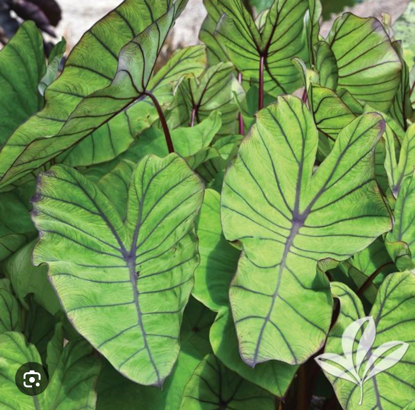 Blue Hawaii -Colocasia esculenta- Elephant Ear-SMALL ROOTED STARTER Plant