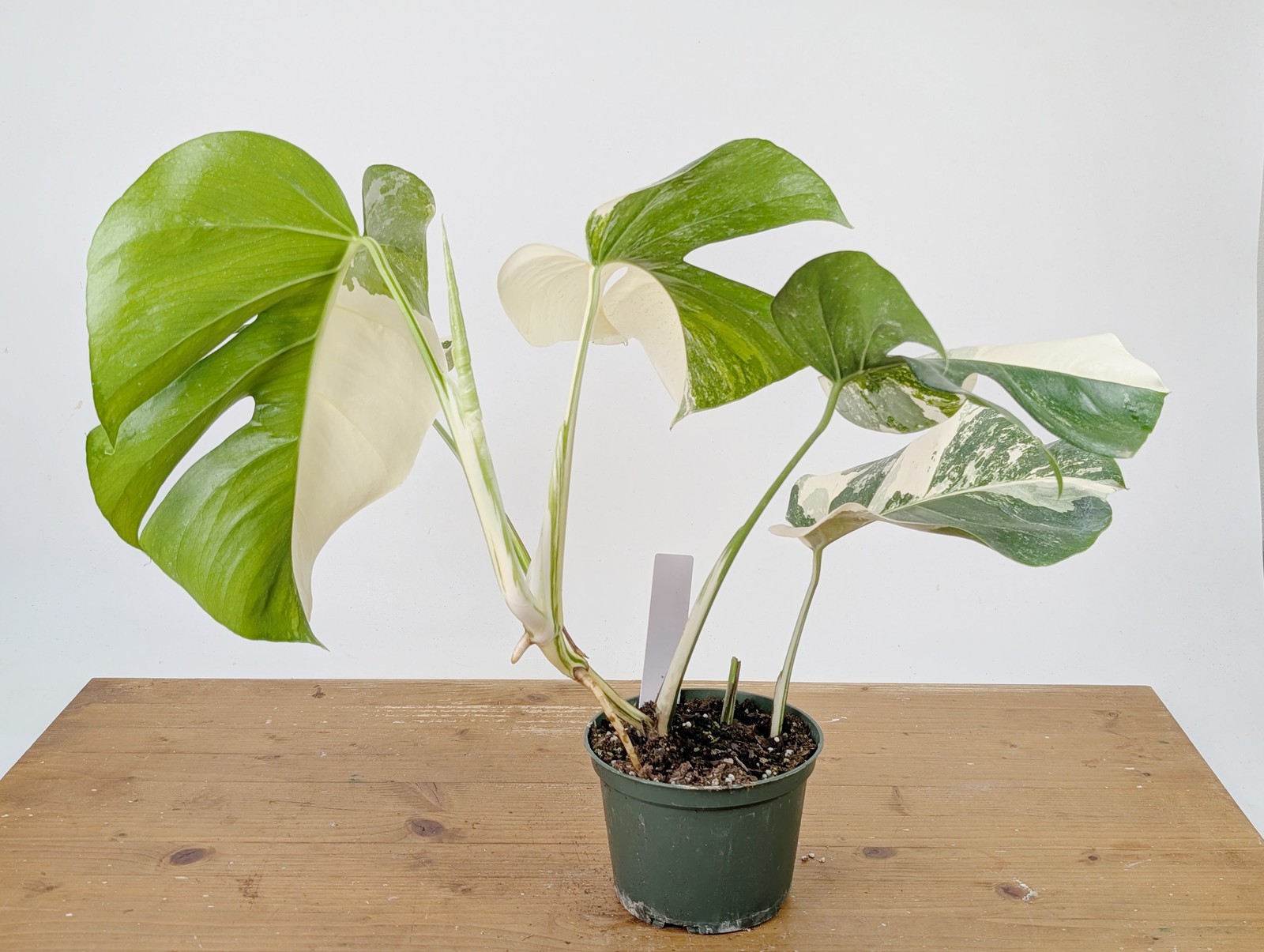 Monstera Albo Borsigniana Variegata – Exact Plant #26B – 6″ Pot