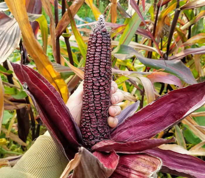 Double Red Sweet Corn Seeds | Purple Husk Stalk Indian Ornamental Dent Seed 2024
