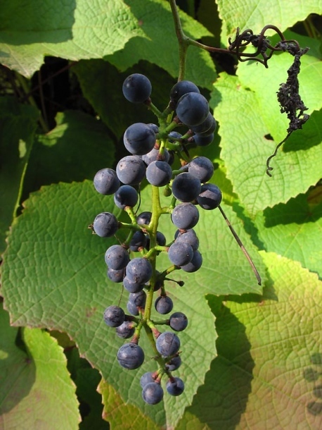 Amur Grape, Vitis amurensis, Vine Seeds (Edible, Fast, Fall Color, Hardy)