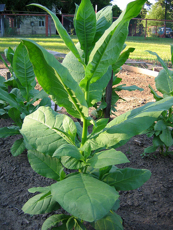 1000 Lebanese Izmir Tobacco Seeds ~ FAST Growing Heirloom Nicotiana Tabacum