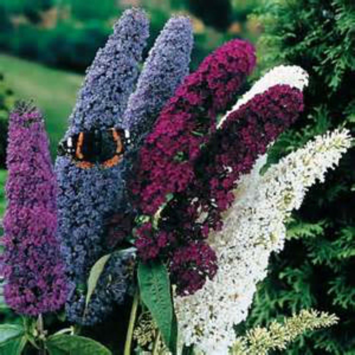 Multi-color Butterfly Bush Mix 150 Seeds- Easy to grow -Comb S/H