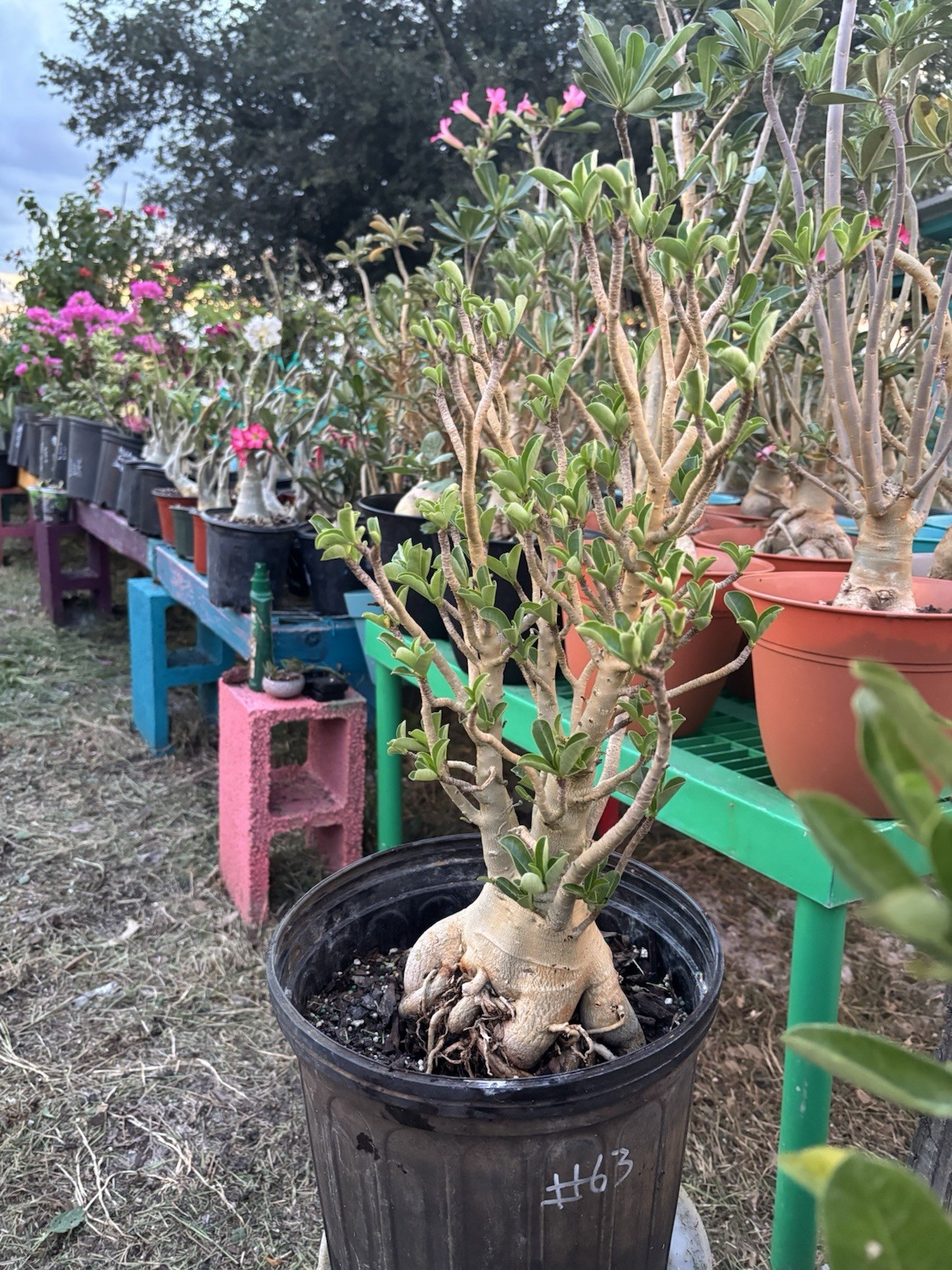 Adenium Obesum Desert Rose Bareroot#63