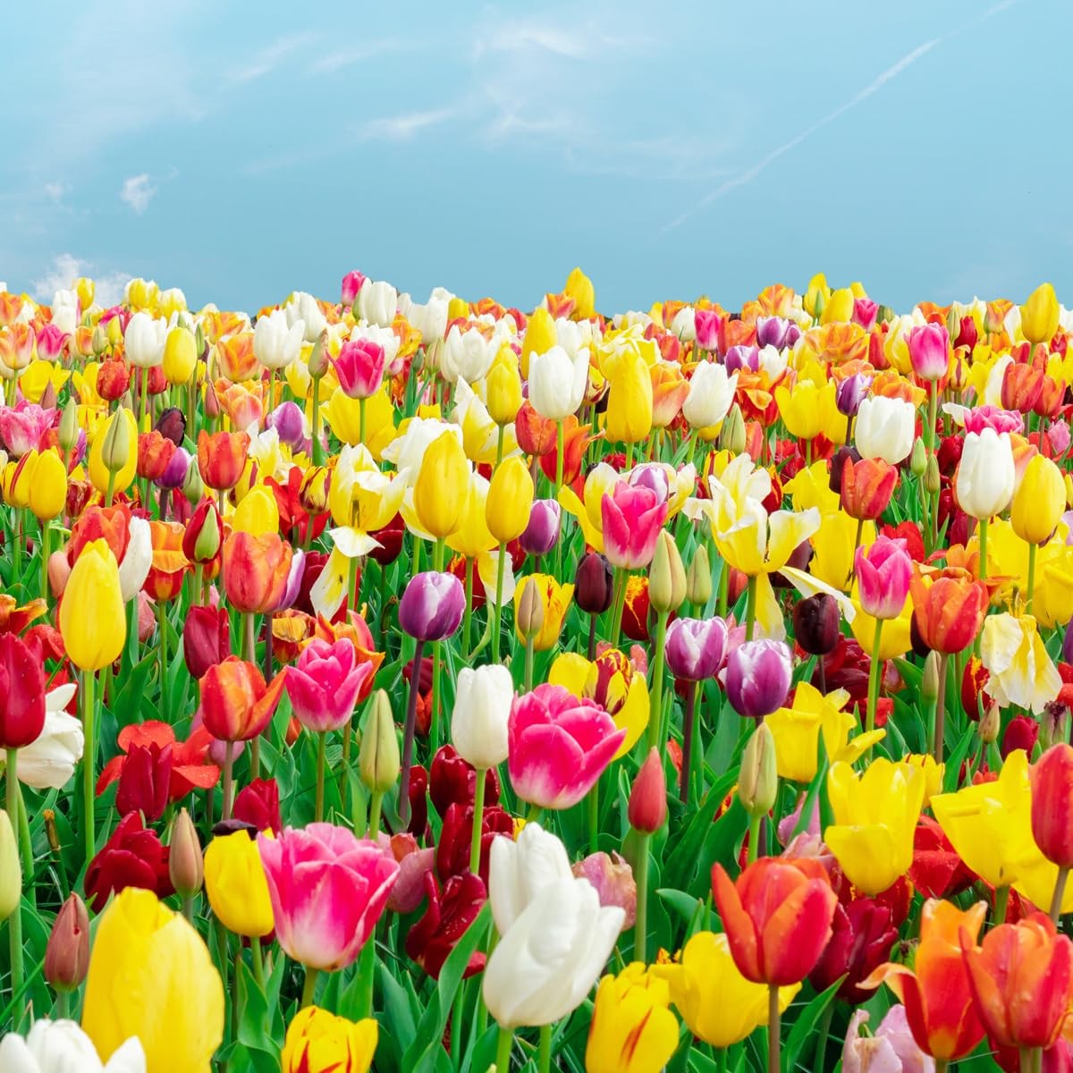 100-Pack Mixed Tulip Flower Bulbs – Bulk Pack of Colorful Tulips for Spring B…