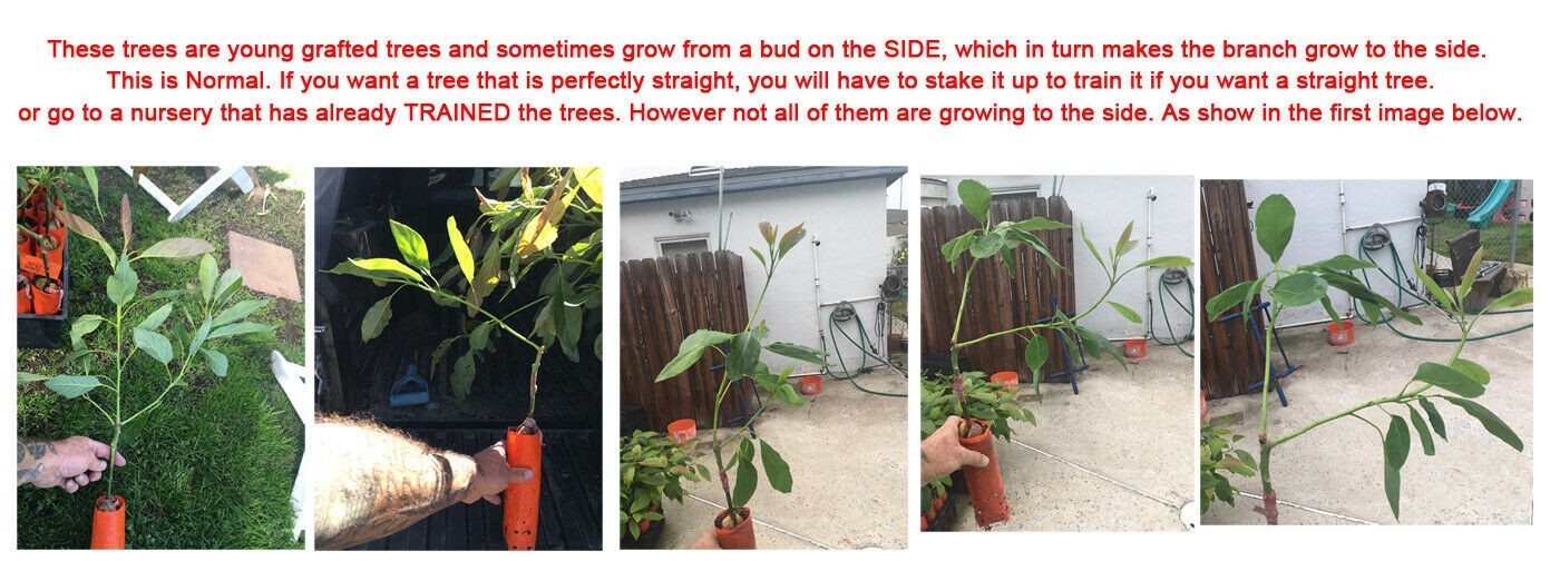 Fuerte Grafted Avocado Tree – Cold Hardy – Live Avocado Tree