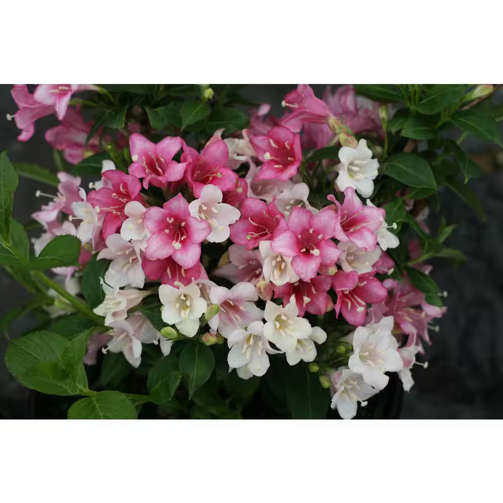 4.5 In. Qt. Czechmark Trilogy (Weigela) Live Shrub, White, Pink, and Red Flowers