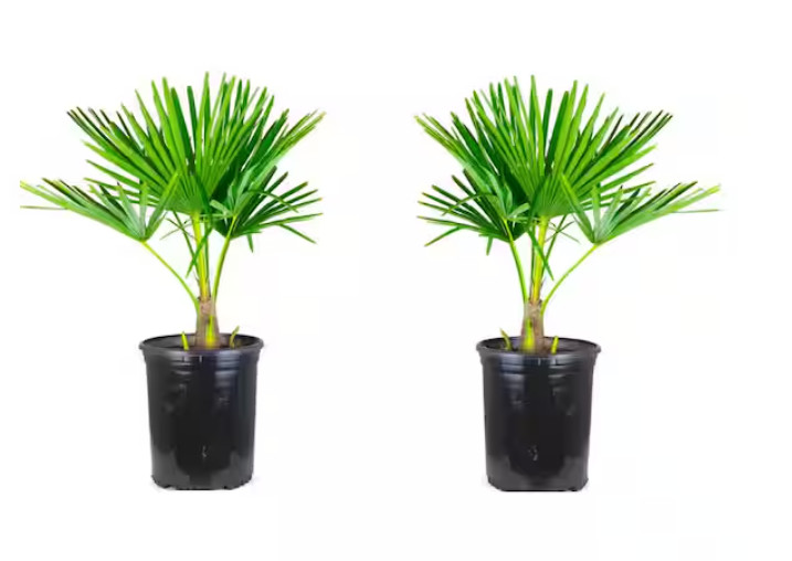 1 Gal. Windmill Cold Hardy Palm Tree (2-Pack)