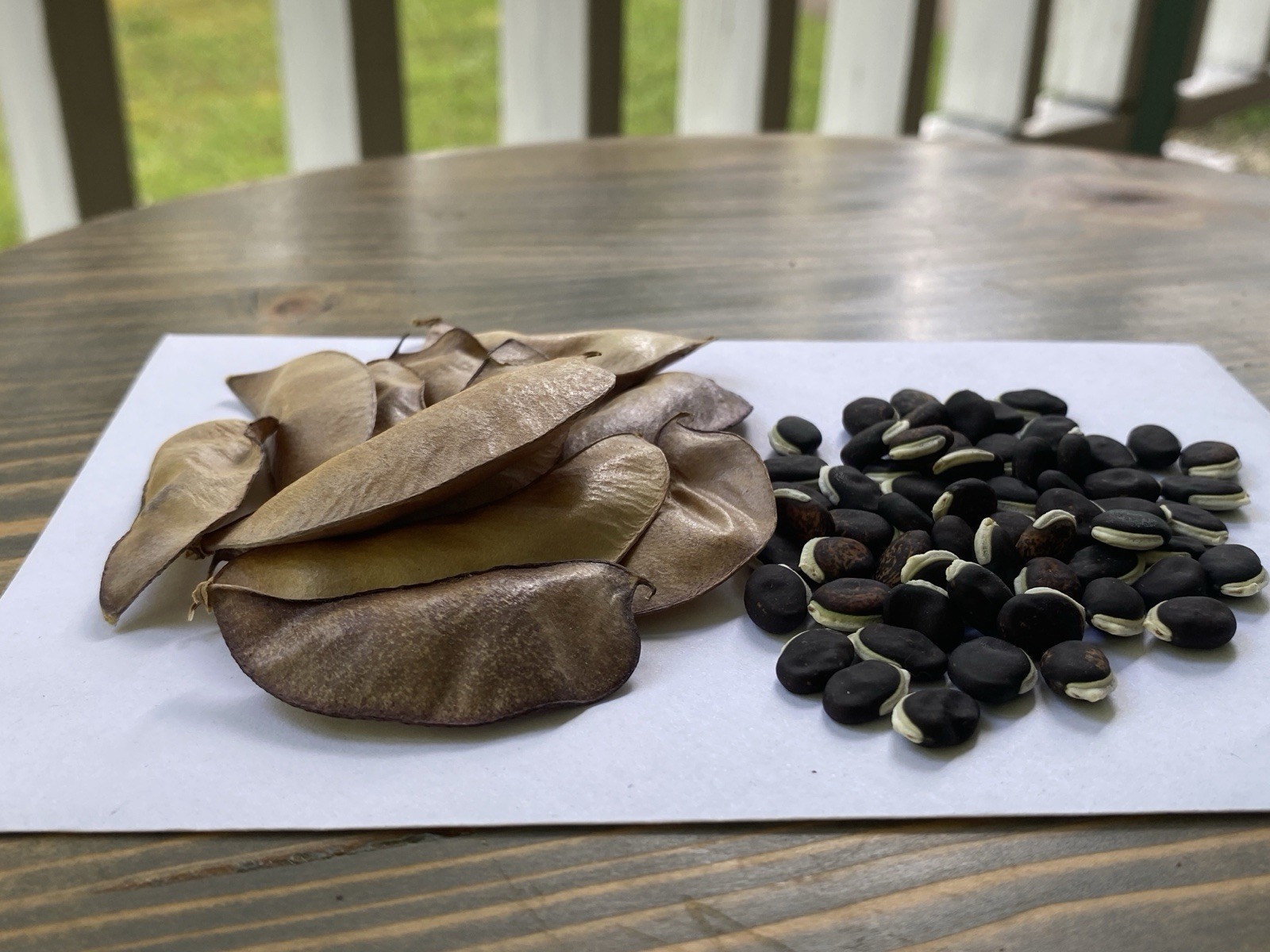 Purple Hyacinth Bean Vine Seeds 15 Pack (Lablab purpureus, Dolichos lablab)